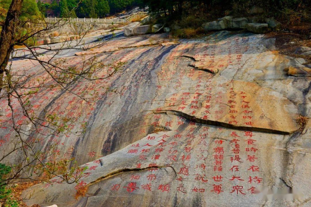 奥利维亚收养猫